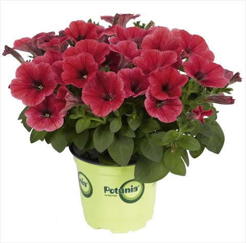 cvijet potunija potunia123.jpg