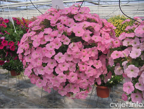 cvijet potunija potunia1234.jpg