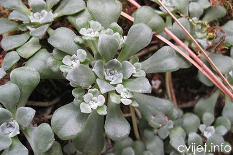 sedum1.jpg