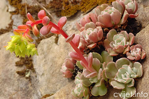 sedum2.jpg