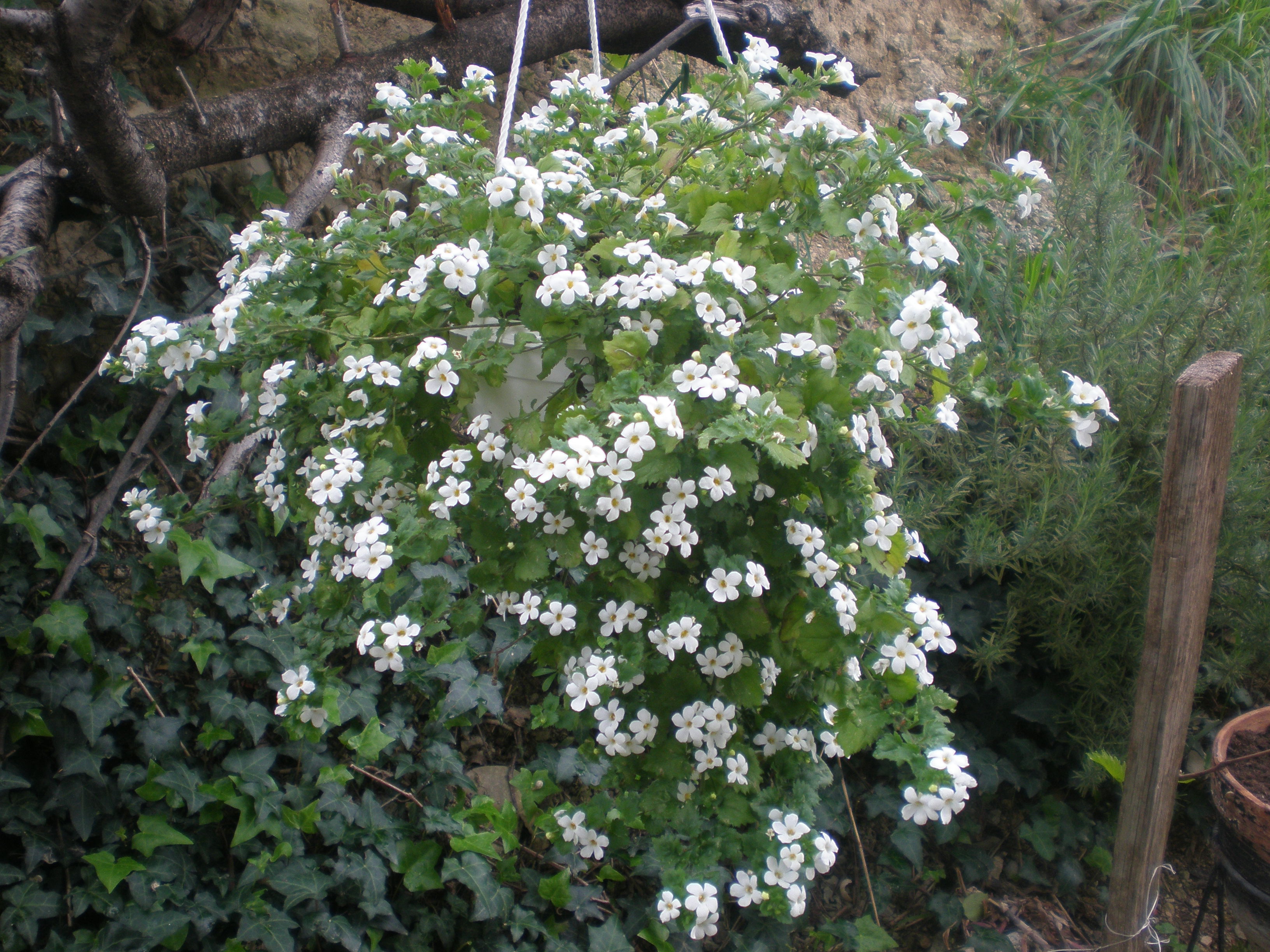 P1010003.JPG
