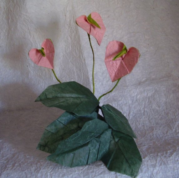 anthurium.jpg